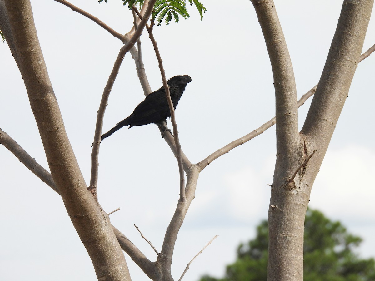 Smooth-billed Ani - ML620139085