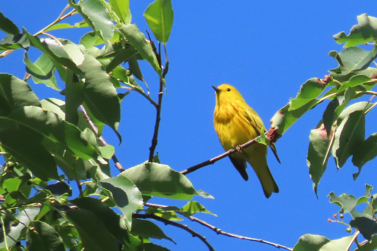 Yellow Warbler - ML620139091