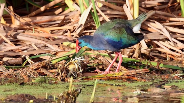 African Swamphen - ML620139099