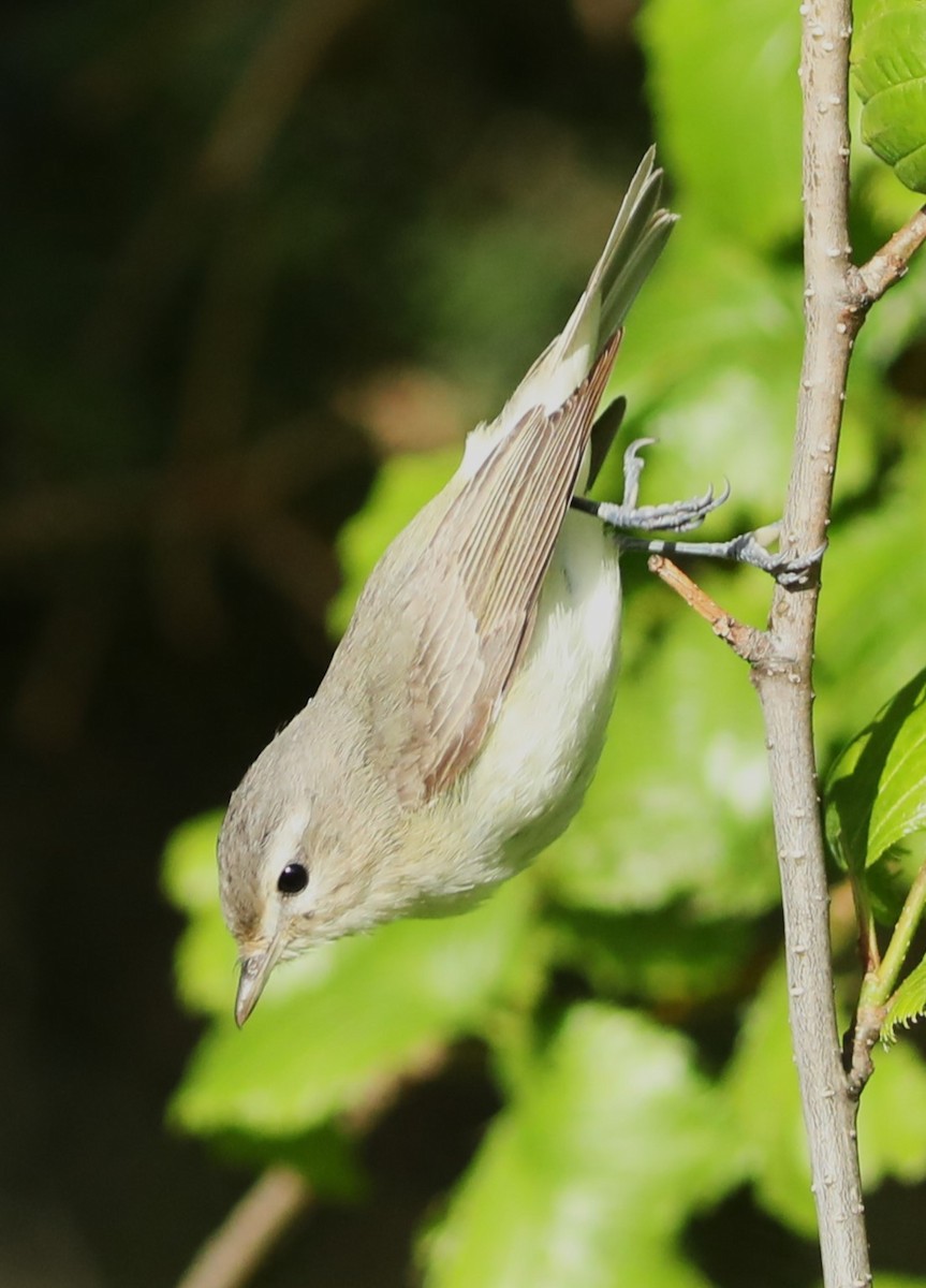 Warbling Vireo - ML620139105