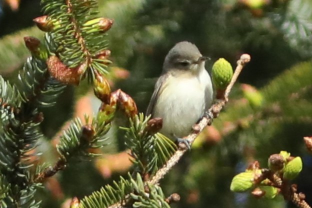 Warbling Vireo - ML620139106