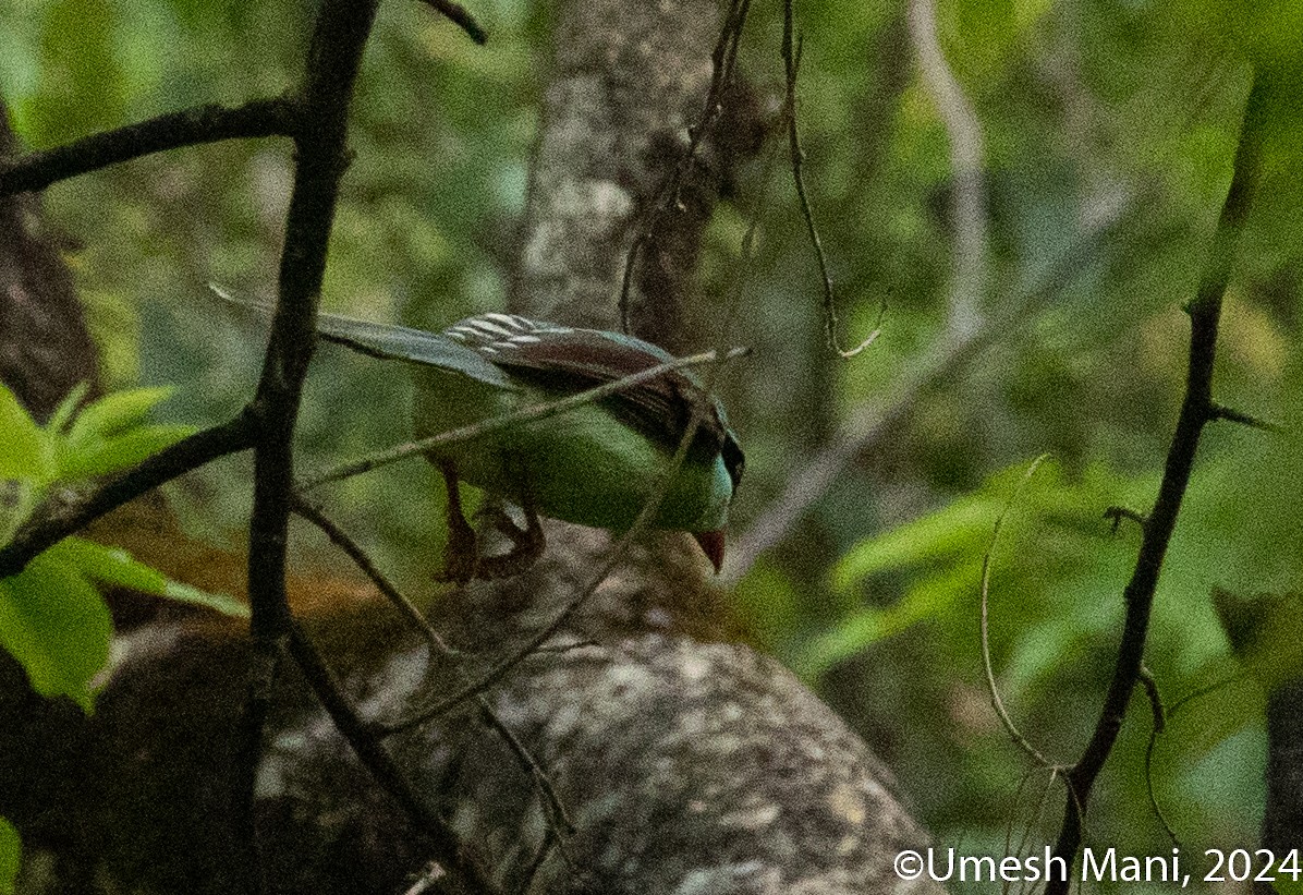 Common Green-Magpie - ML620139112