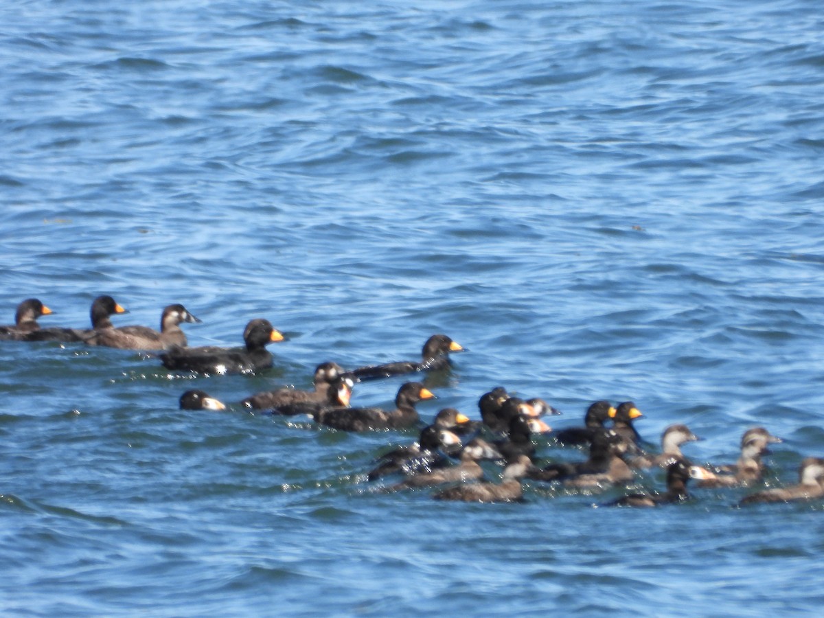 Surf Scoter - ML620139116