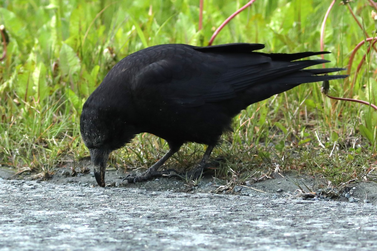 American Crow - ML620139124