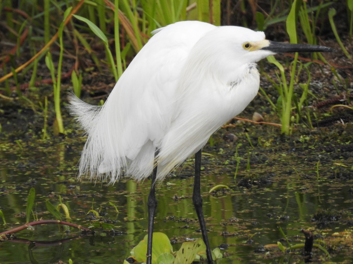 Snowy Egret - ML620139127