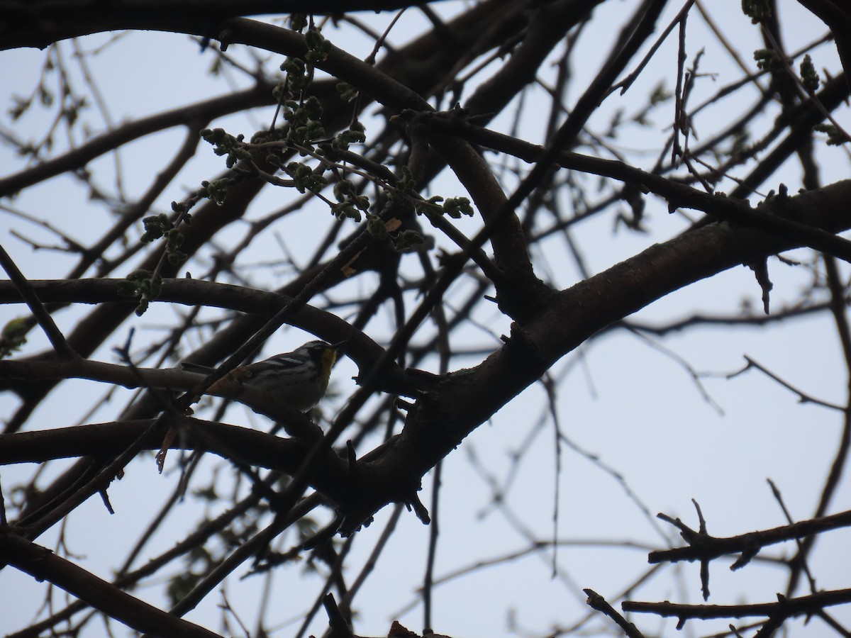 Yellow-throated Warbler - ML620139144