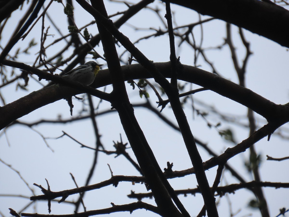 Yellow-throated Warbler - ML620139145
