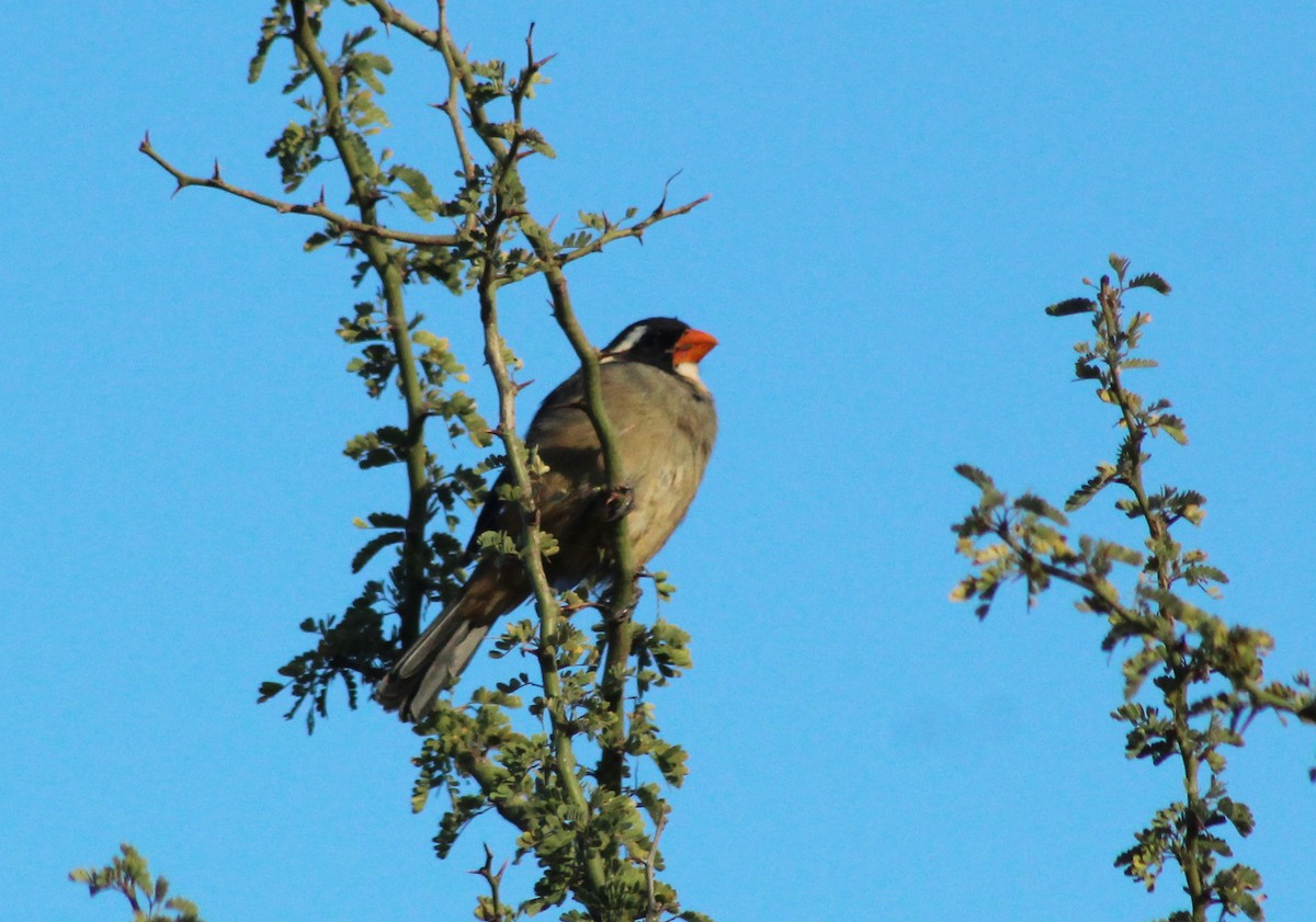 Many-colored Chaco Finch - ML620139149