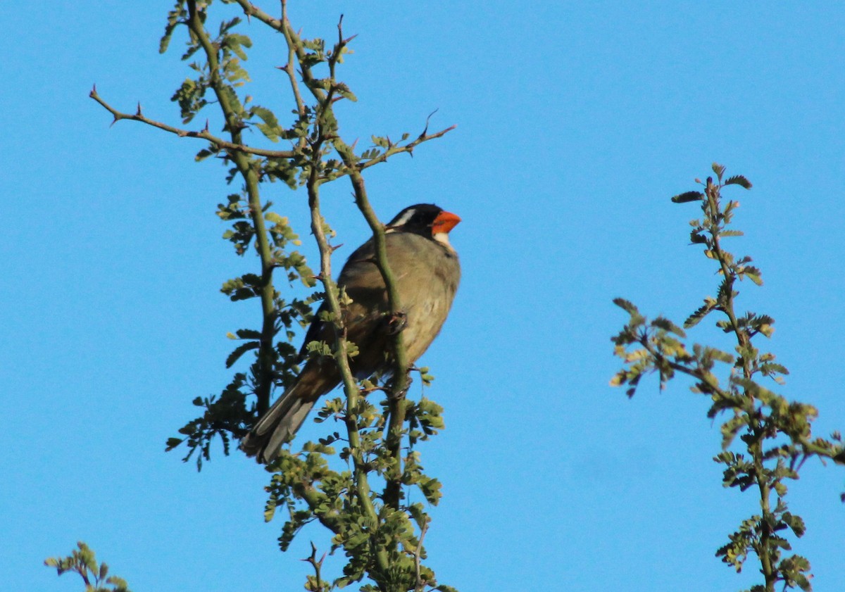 Saltator du Chaco - ML620139149