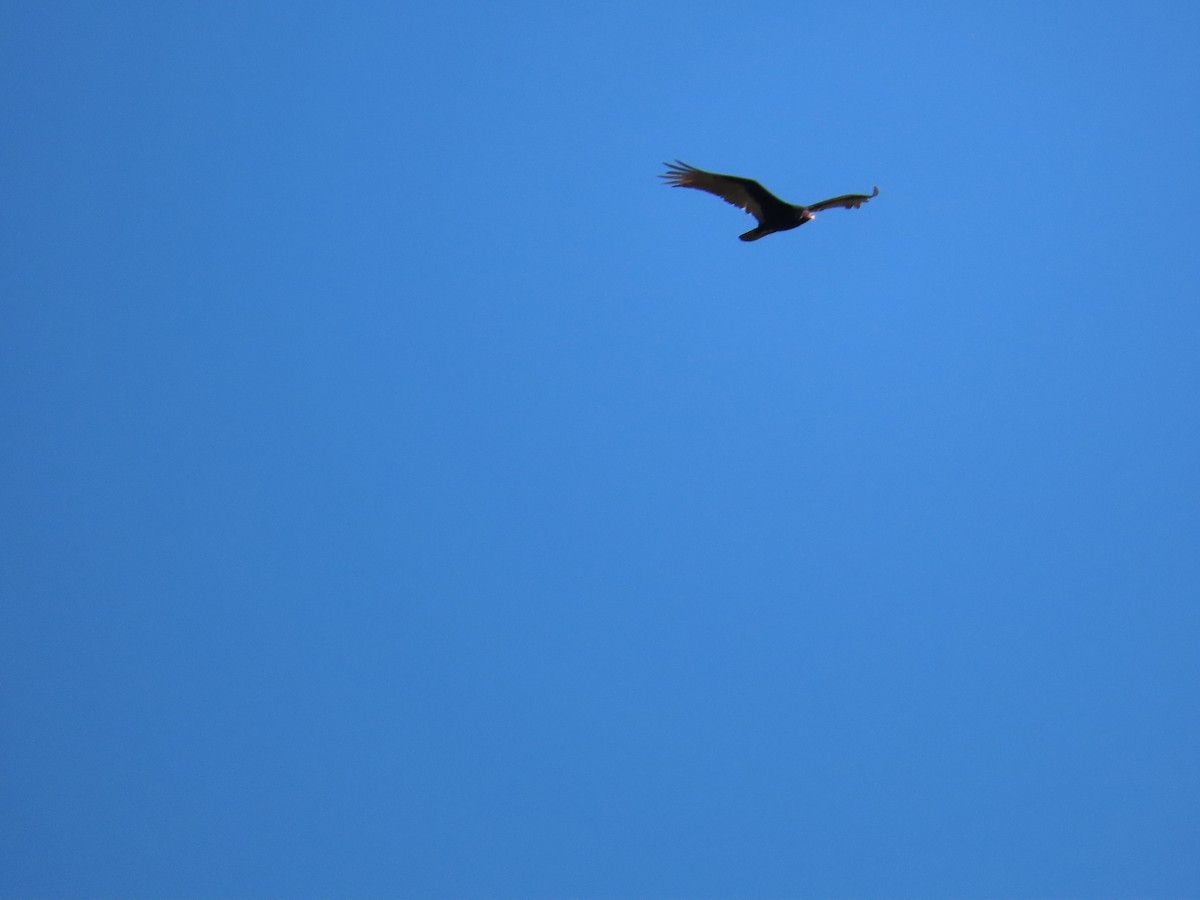 Turkey Vulture - ML620139154