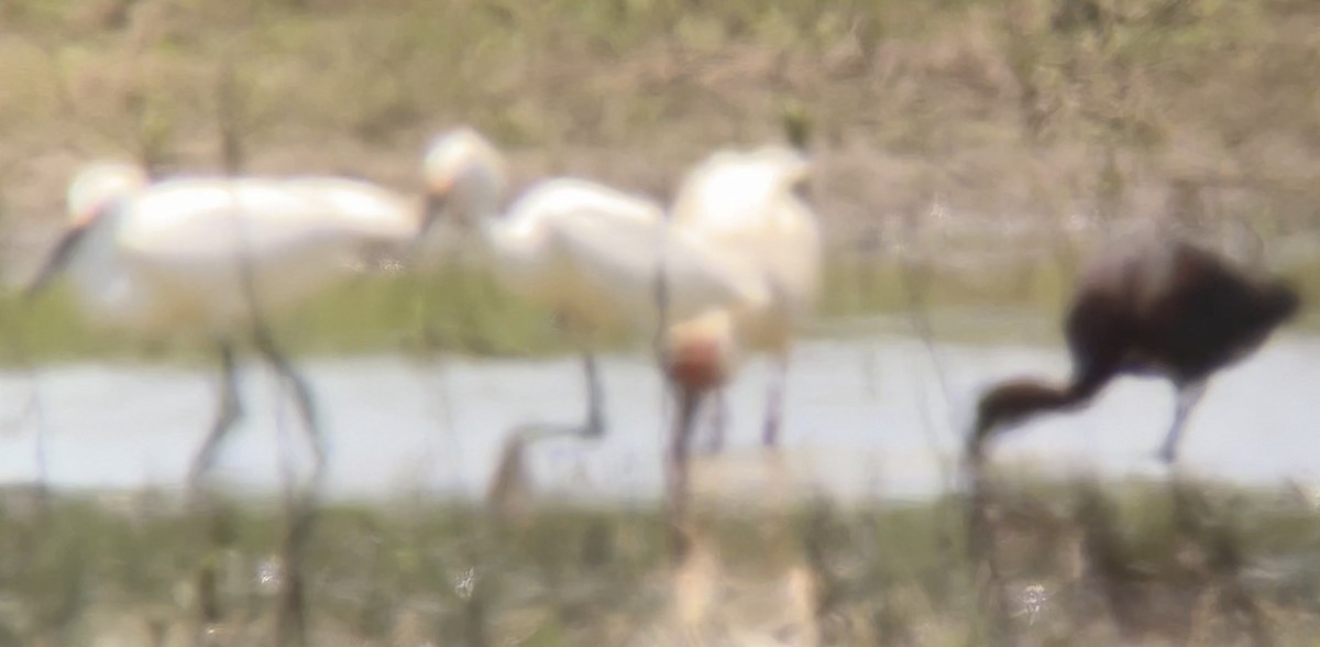 Glossy Ibis - ML620139159