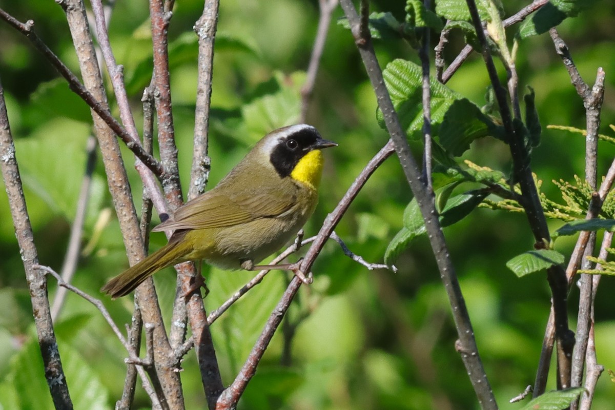 Common Yellowthroat - ML620139163