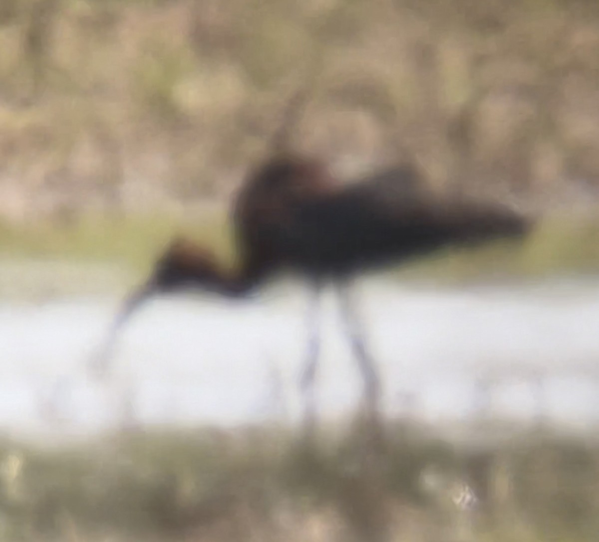 Glossy Ibis - ML620139165