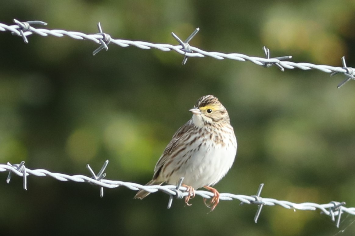 Savannah Sparrow - ML620139175