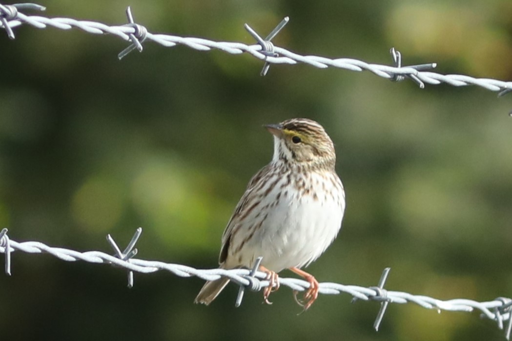 Savannah Sparrow - ML620139176