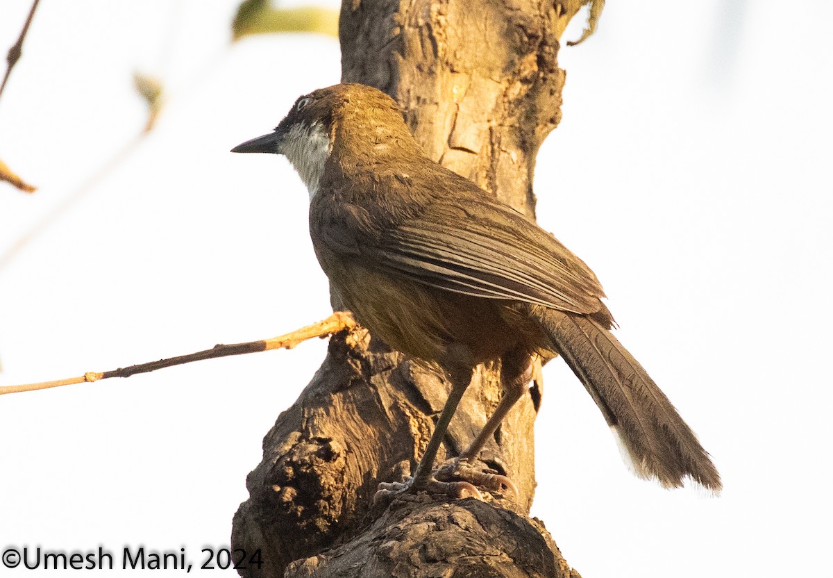 White-throated Laughingthrush - ML620139177