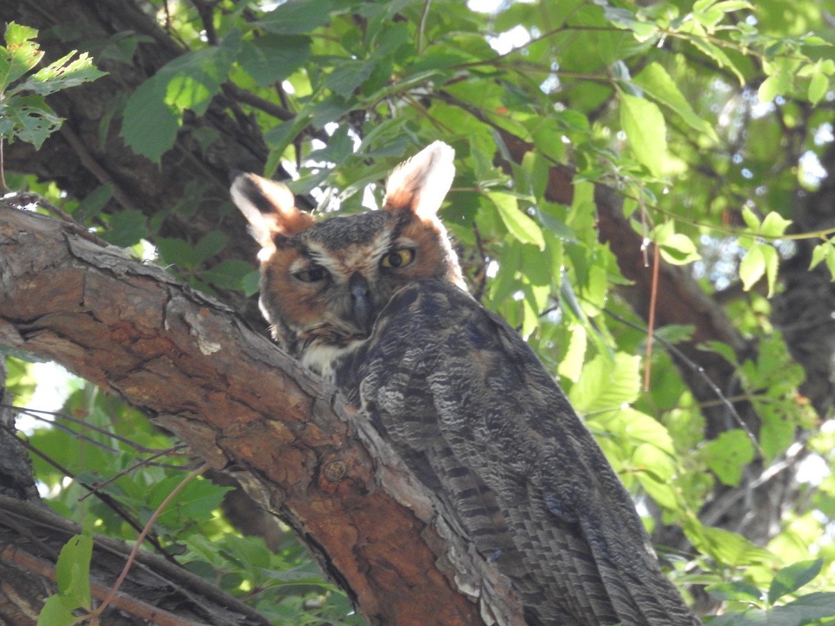 Great Horned Owl - Wendy Meehan