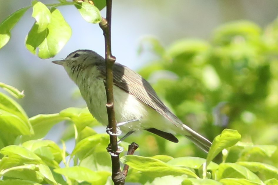 Warbling Vireo - ML620139185