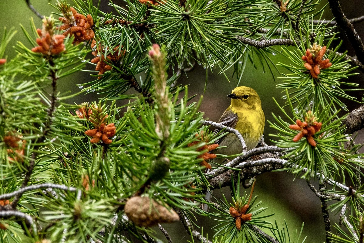 Pine Warbler - ML620139201