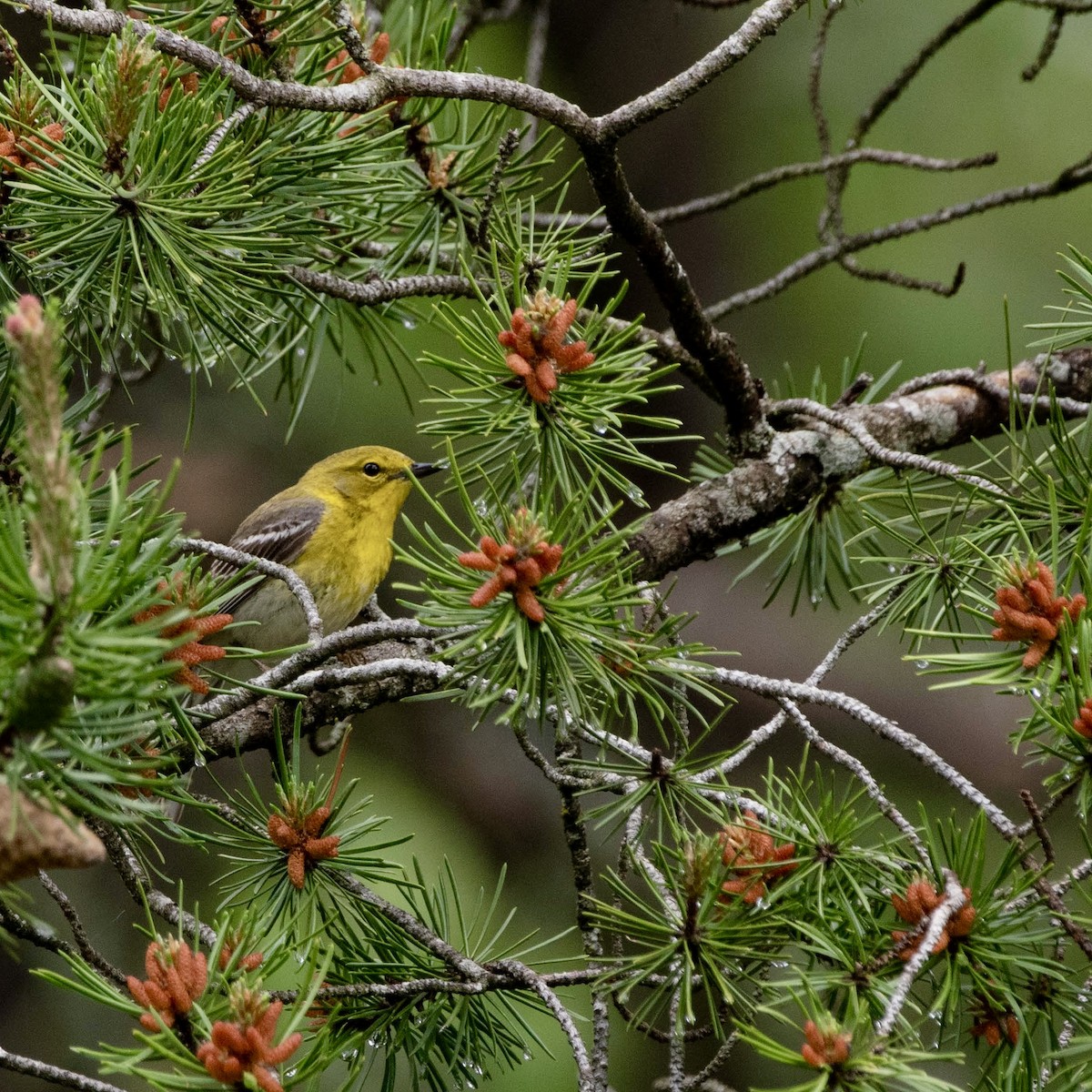 Pine Warbler - ML620139204