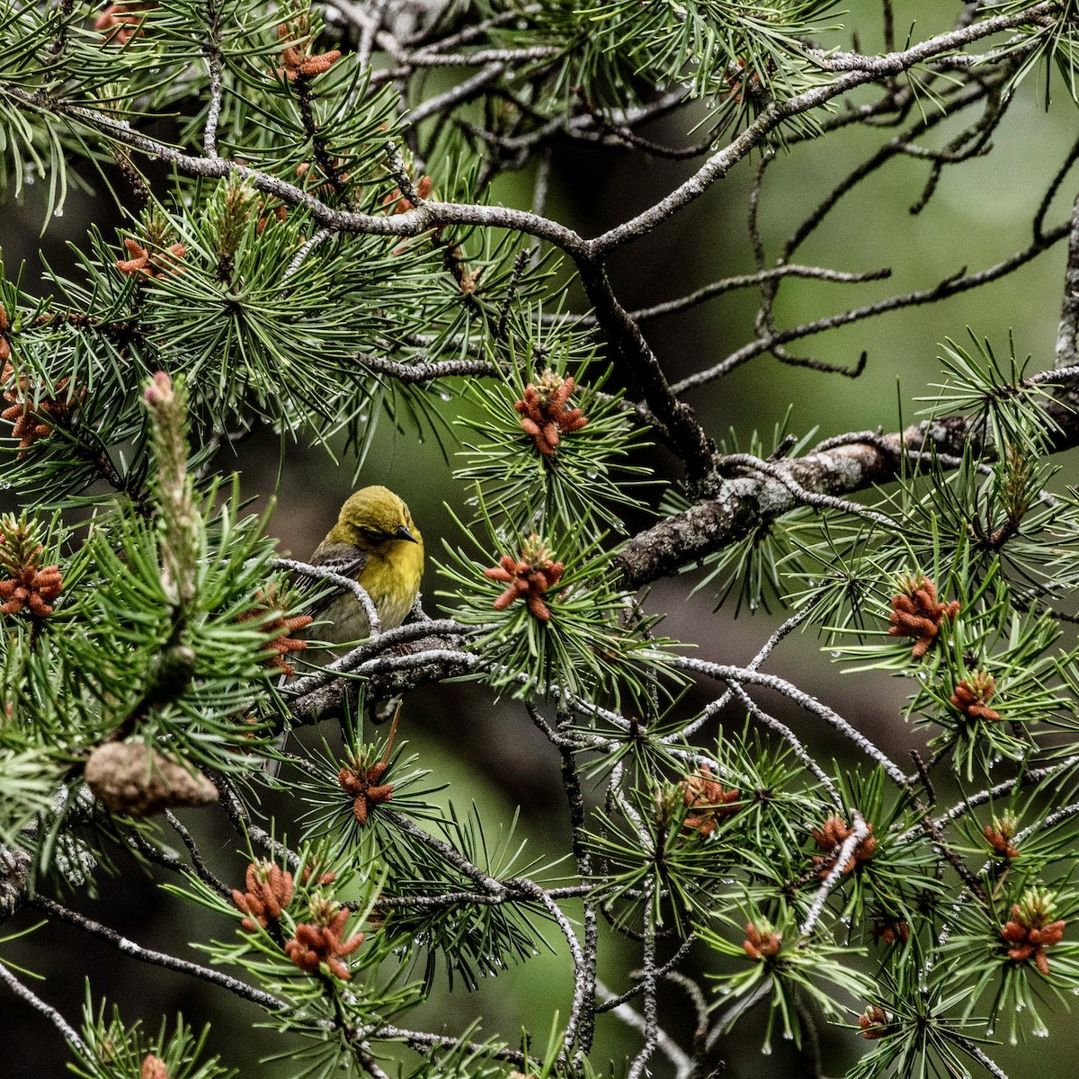 Pine Warbler - ML620139207