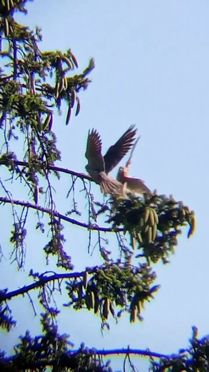 Eurasian Hobby - ML620139223