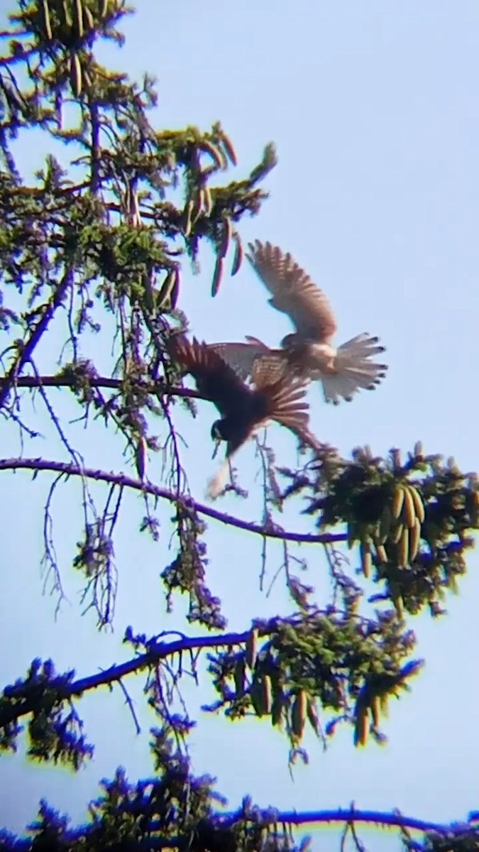 Eurasian Hobby - ML620139233