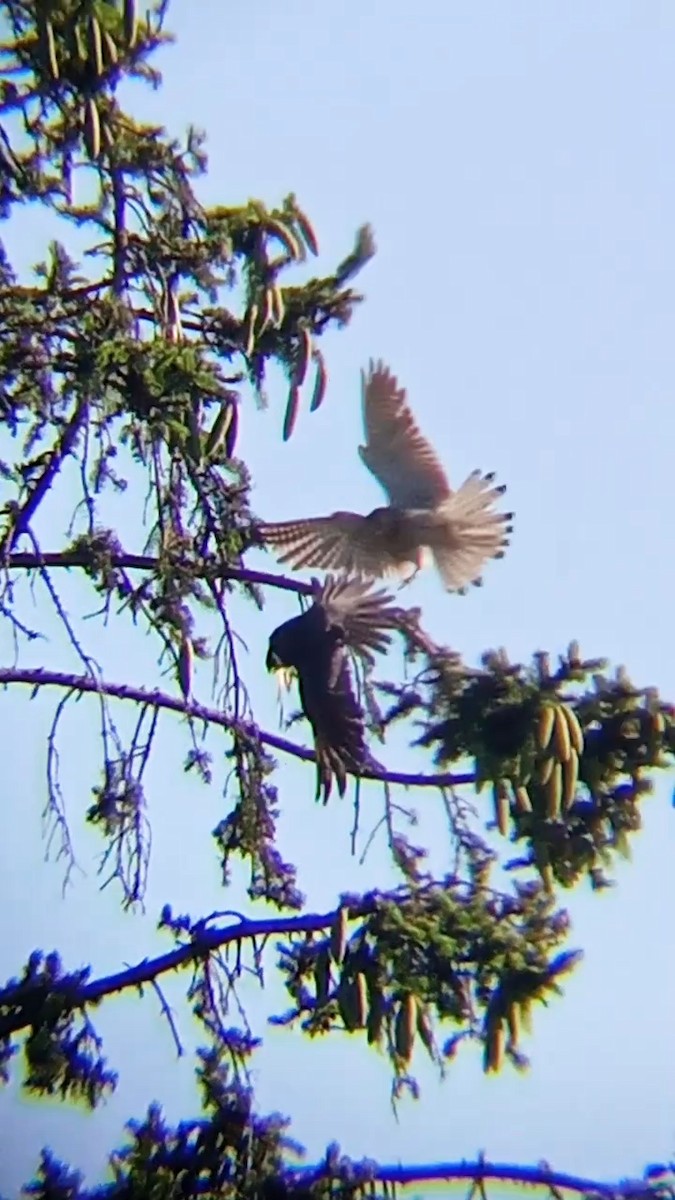 Eurasian Hobby - ML620139236