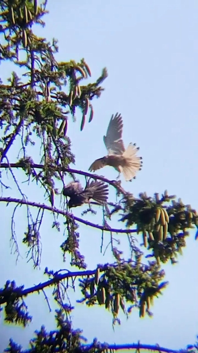 Eurasian Hobby - ML620139237