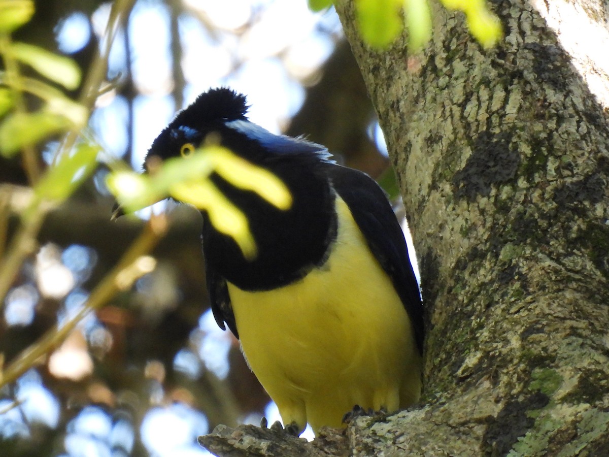 Plush-crested Jay - ML620139252