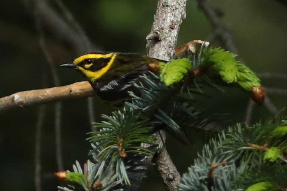 Townsend's Warbler - ML620139255