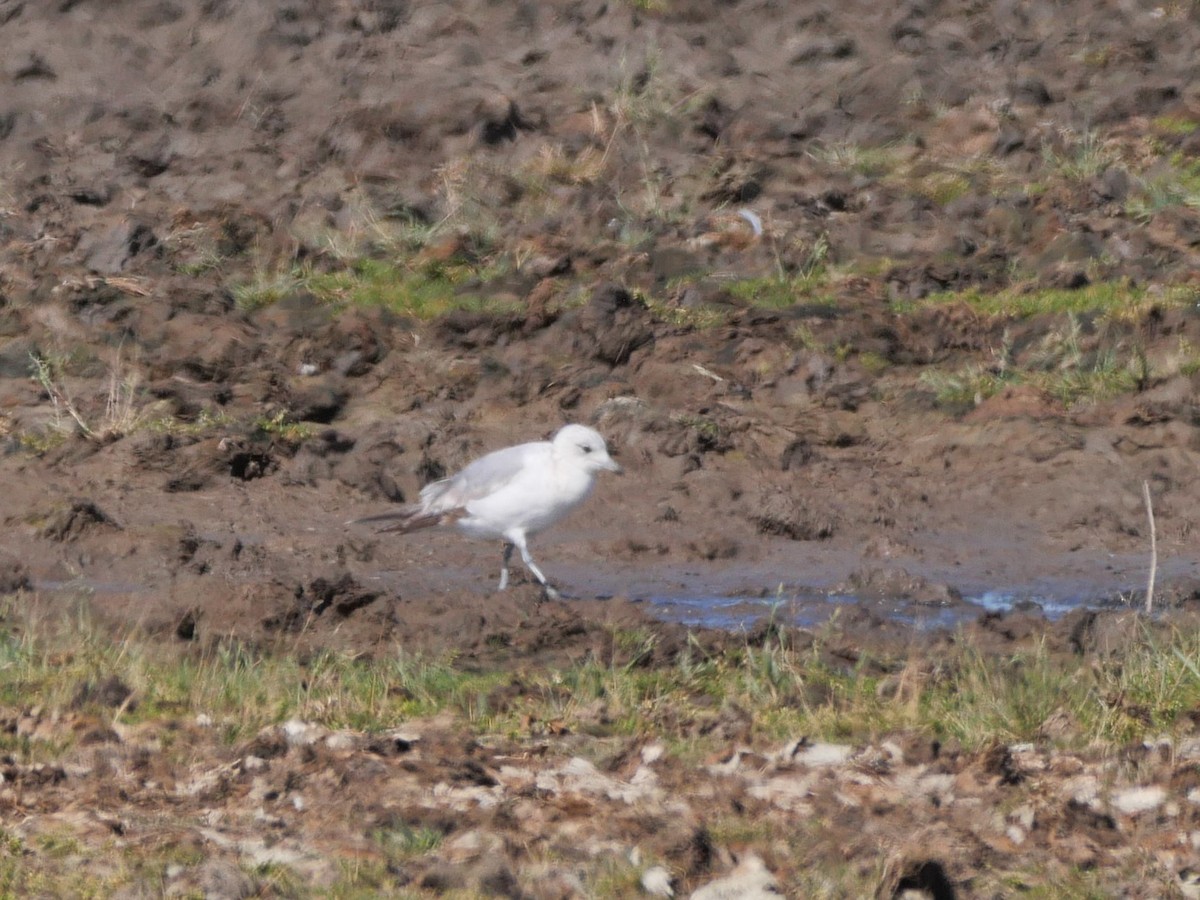 Common Gull - ML620139259