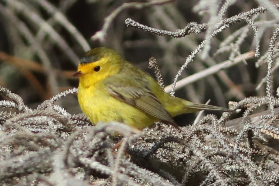 Wilson's Warbler - ML620139264