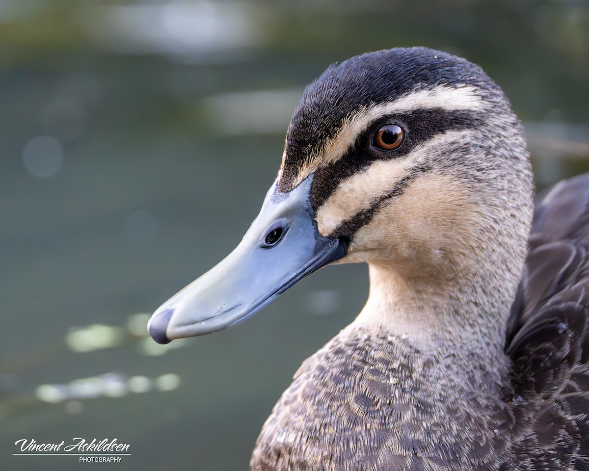 Canard à sourcils - ML620139267