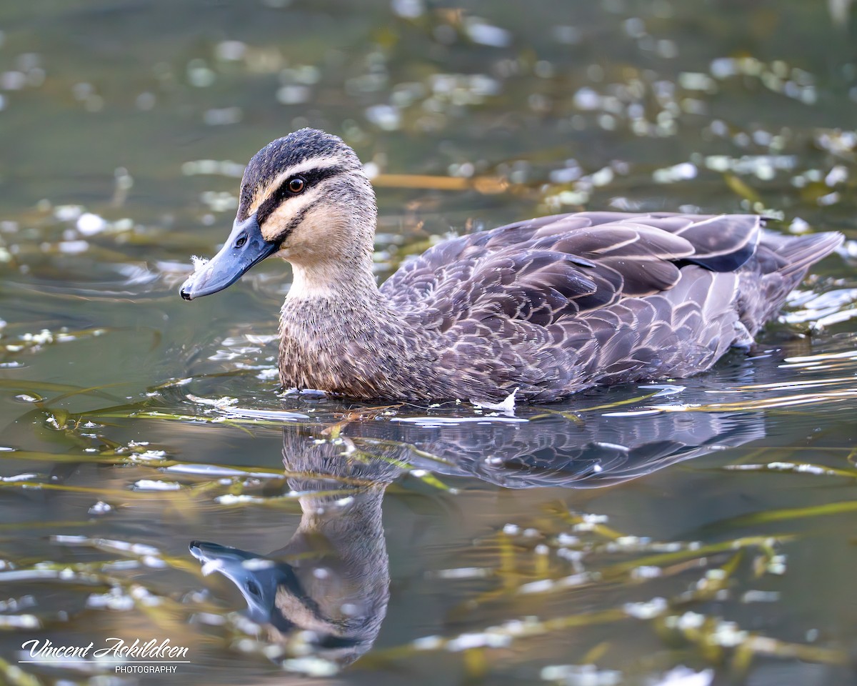 Canard à sourcils - ML620139268