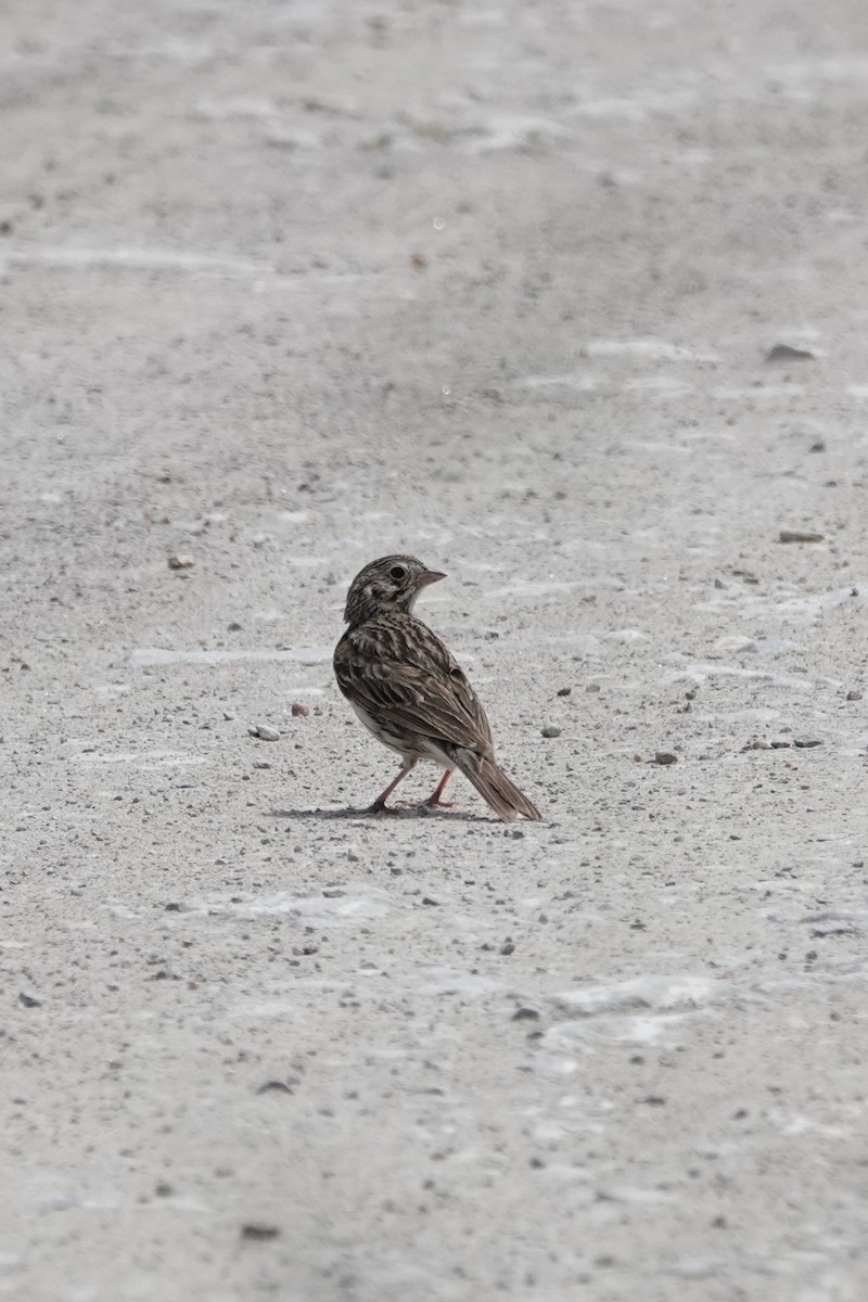 Vesper Sparrow - ML620139269
