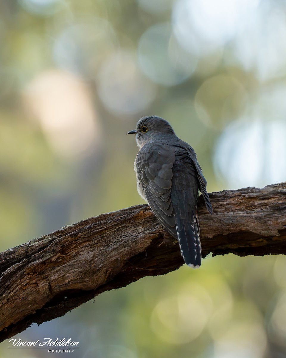 Fan-tailed Cuckoo - ML620139280