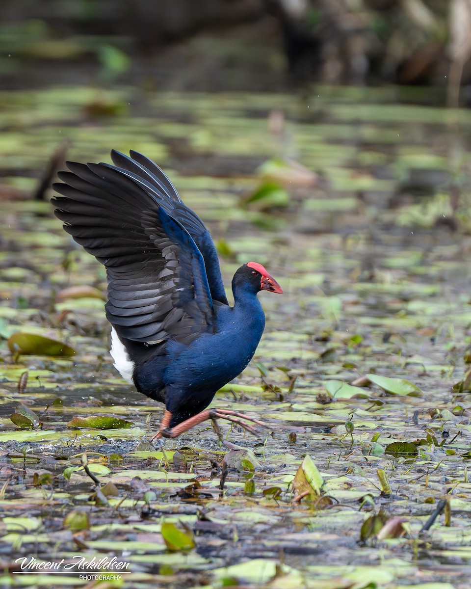 Dusky Moorhen - ML620139281