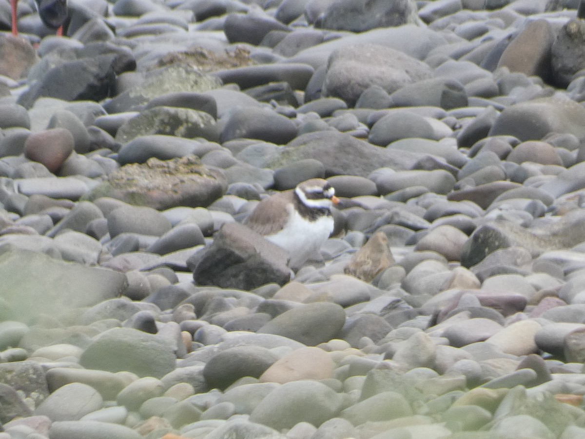 Common Ringed Plover - ML620139288