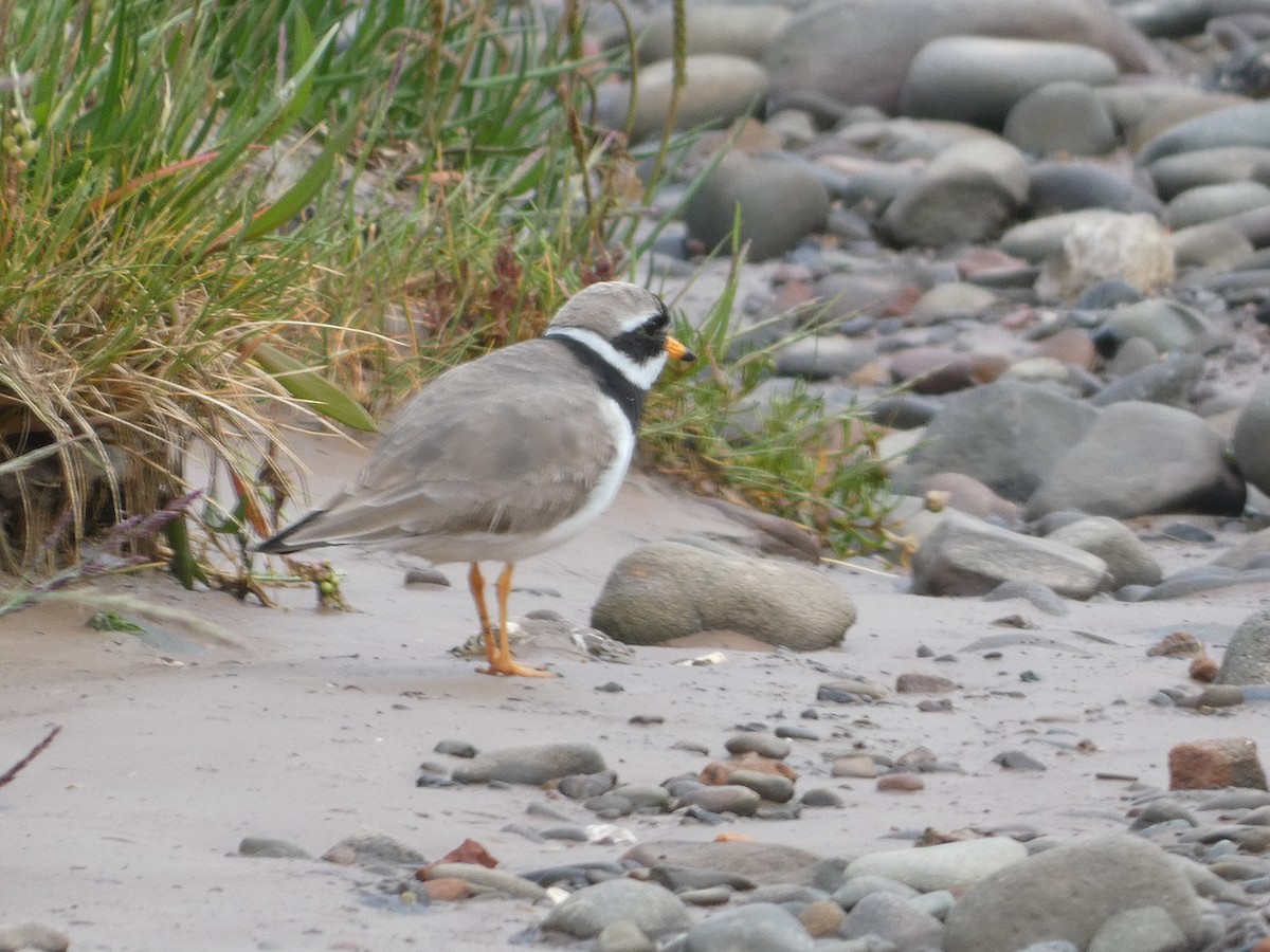 Common Ringed Plover - ML620139290