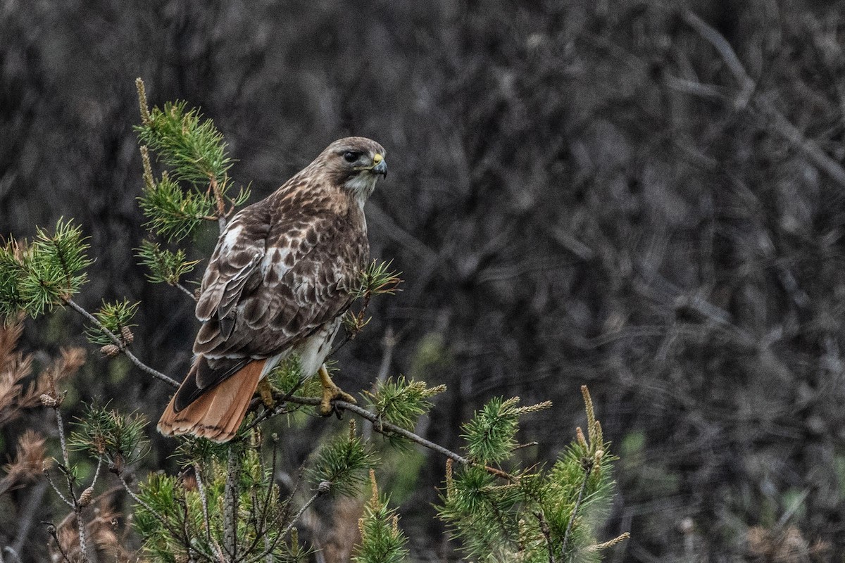 Red-tailed Hawk - ML620139292