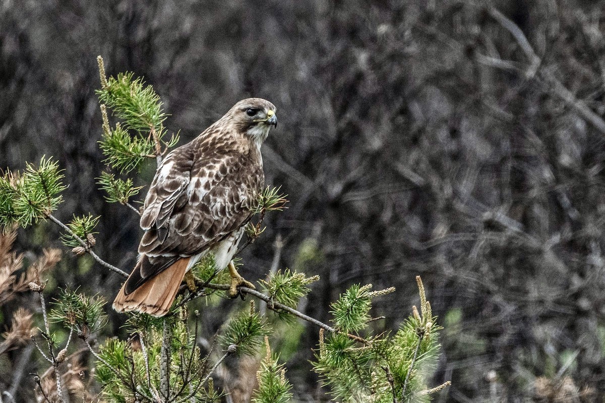 Red-tailed Hawk - ML620139293