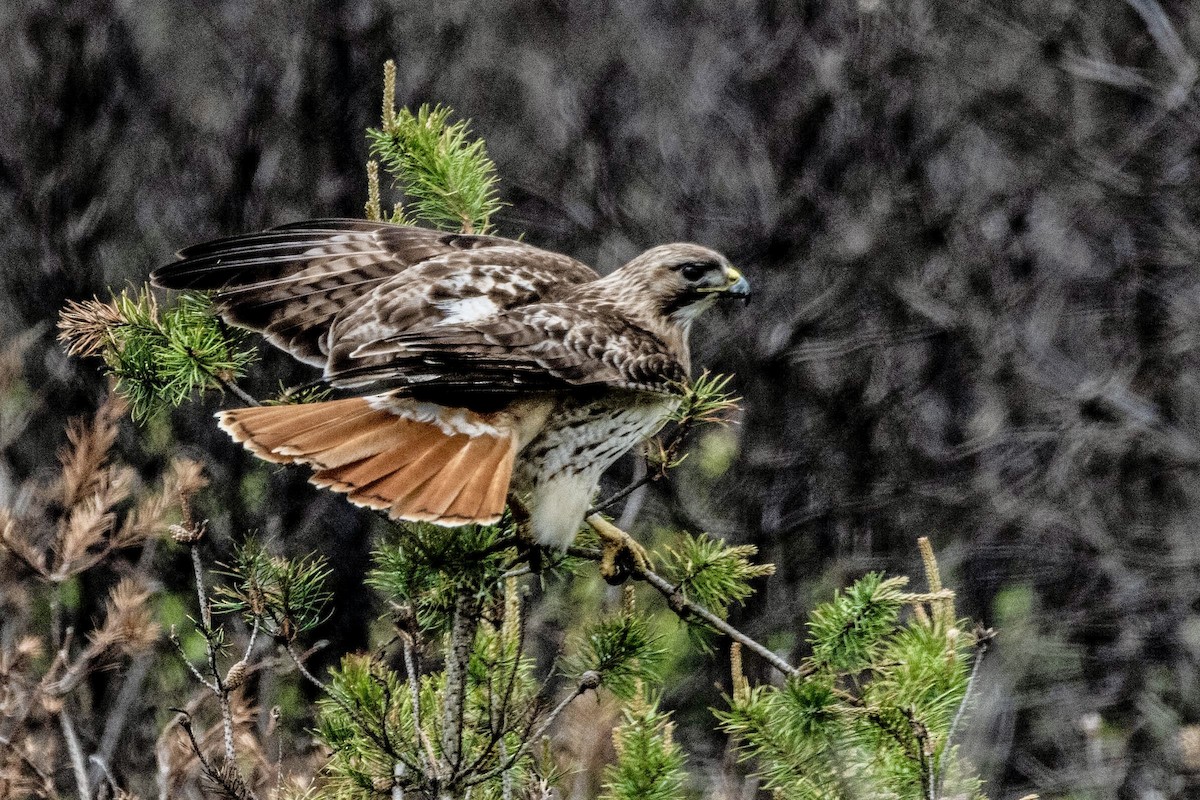 Red-tailed Hawk - ML620139294
