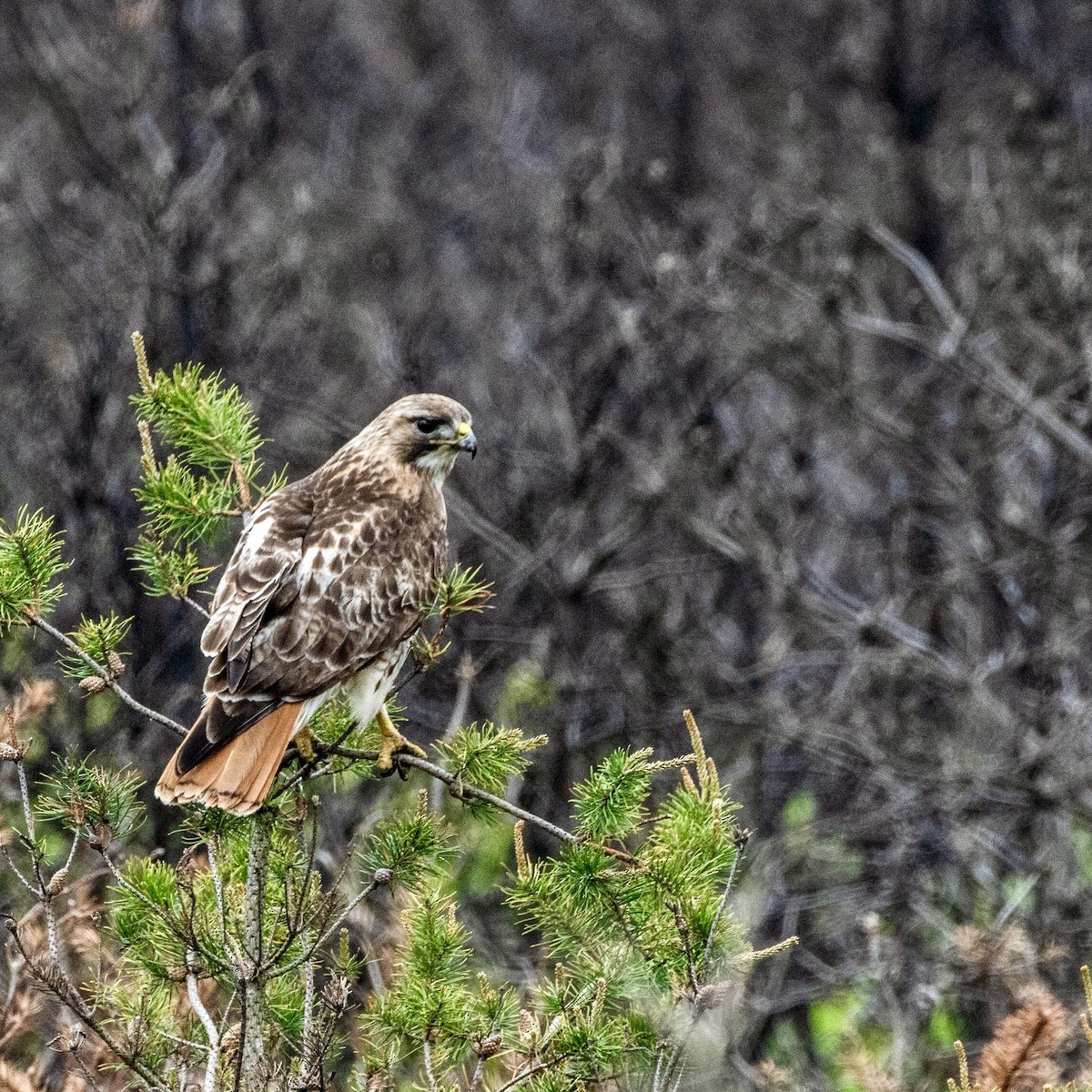Red-tailed Hawk - ML620139295