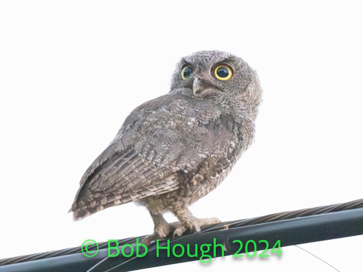 Western Screech-Owl - ML620139302