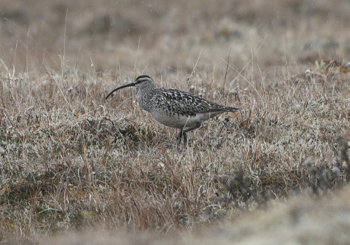 Bristle-thighed Curlew - ML620139307
