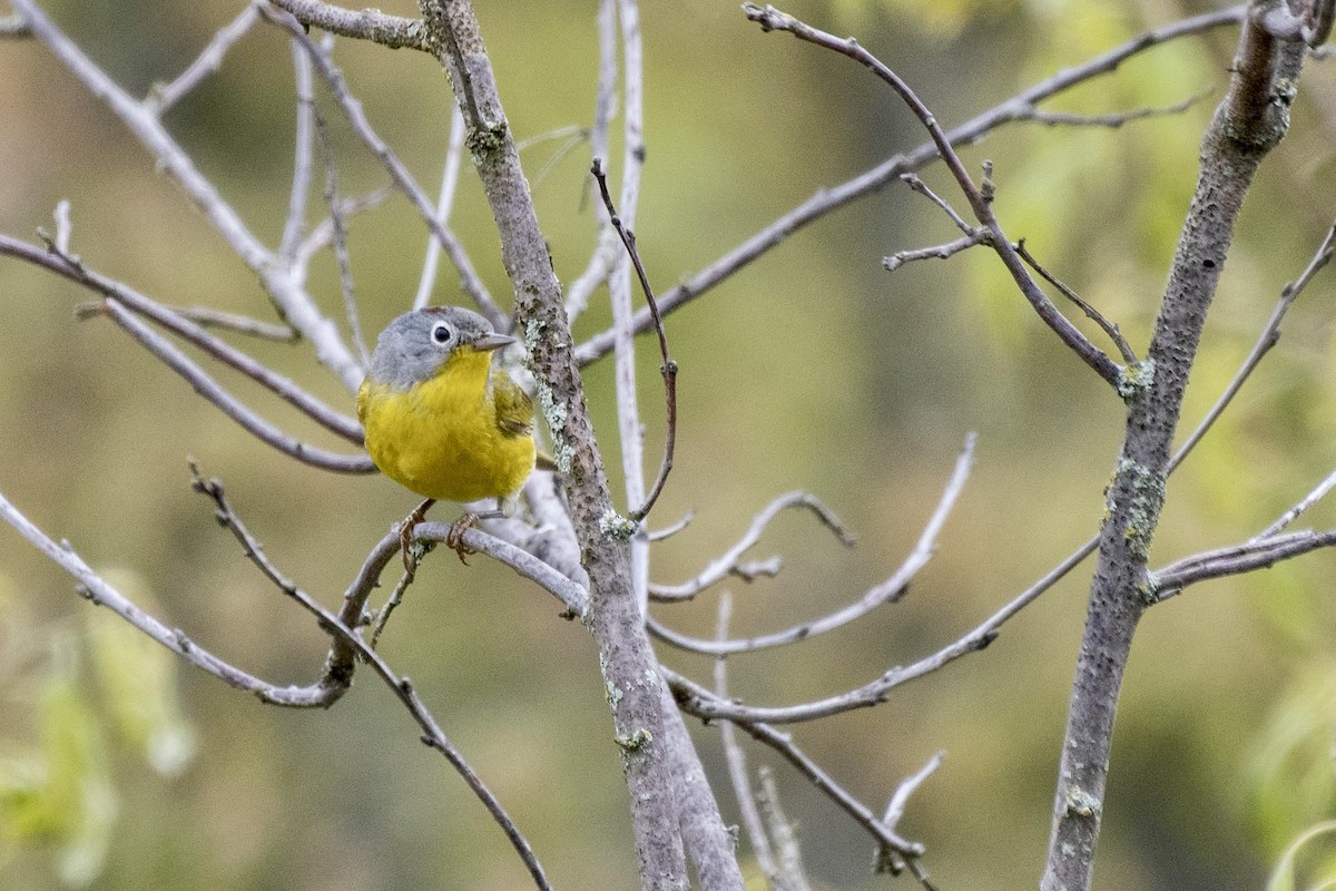 Nashville Warbler - ML620139311