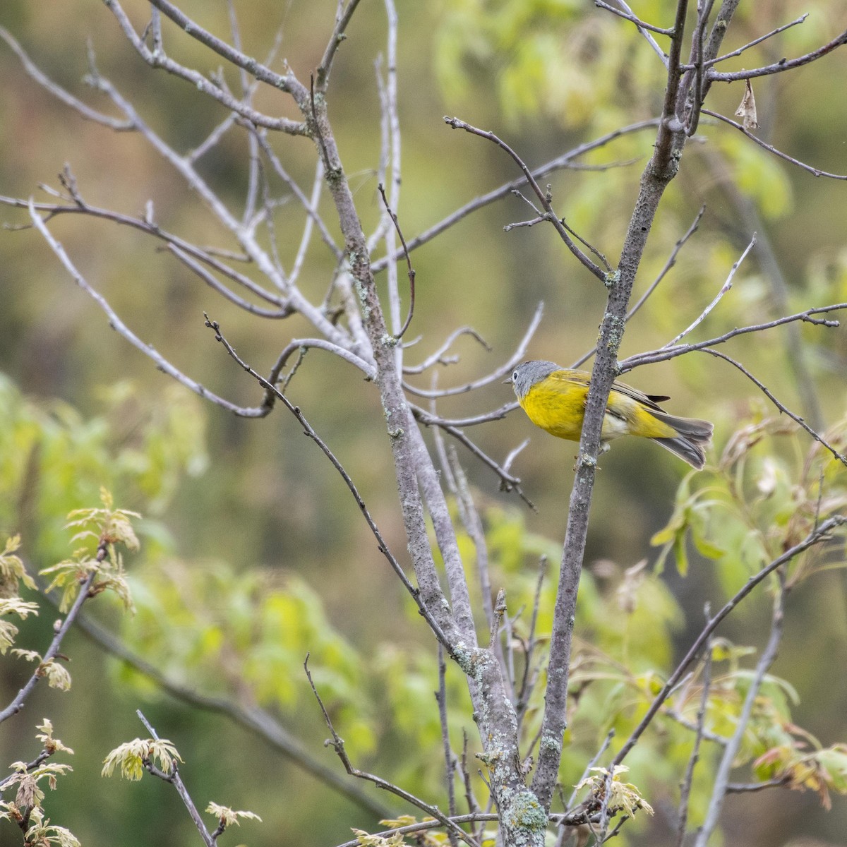 Nashville Warbler - ML620139313