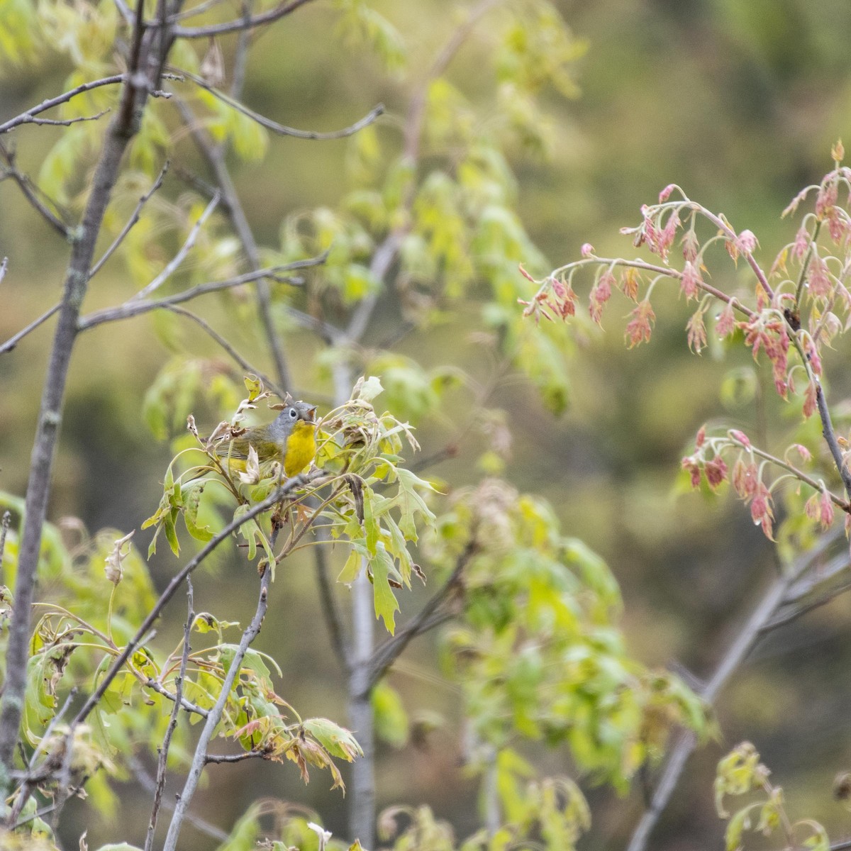 Nashville Warbler - ML620139314