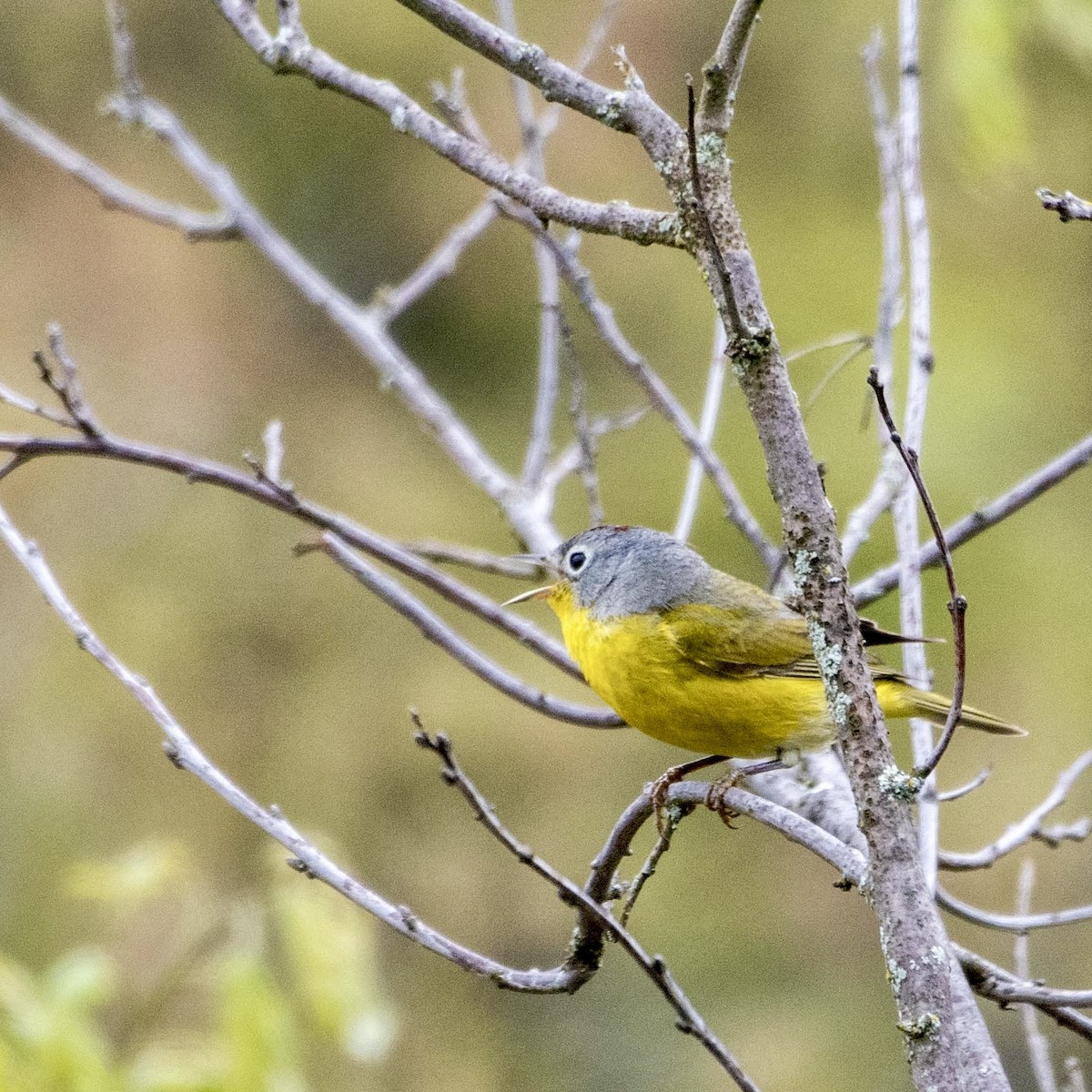 Nashville Warbler - ML620139315